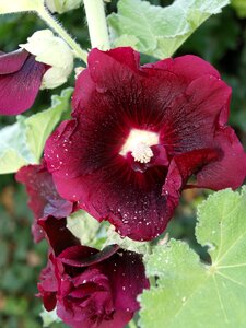Blossom bloom mallow