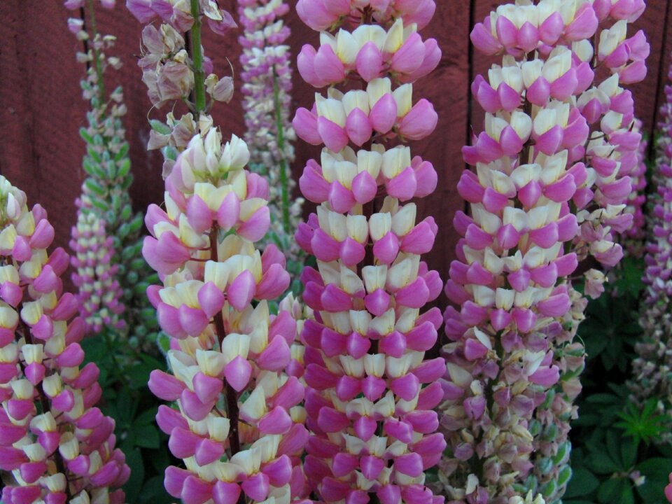 Petal floral botany
