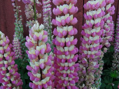 Petal floral botany