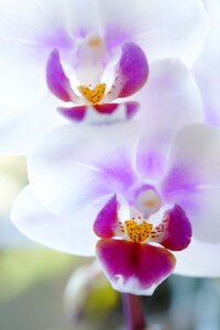 Bloom flower ornamental plant