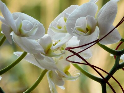 Nature blossom bloom