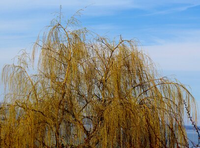 Gold spring sky