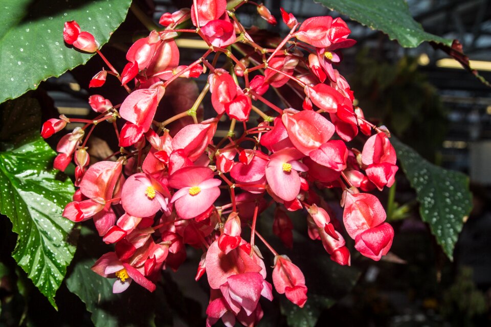 Nature close up plant