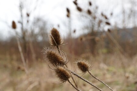 Plant macro nature