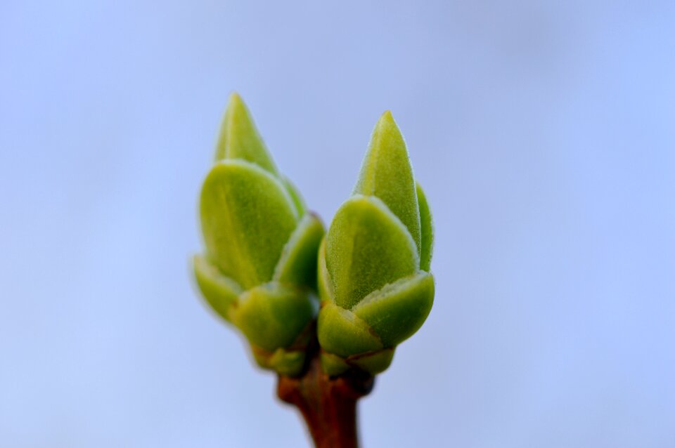 Nature plant close up