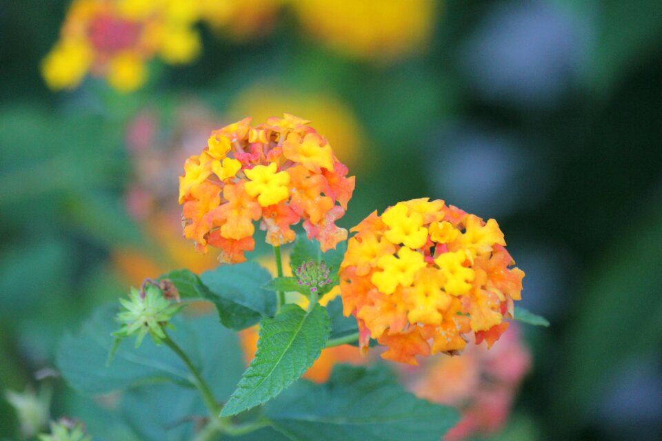 Floral green blossom photo