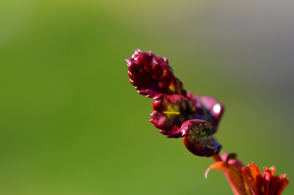 Nature plant close up