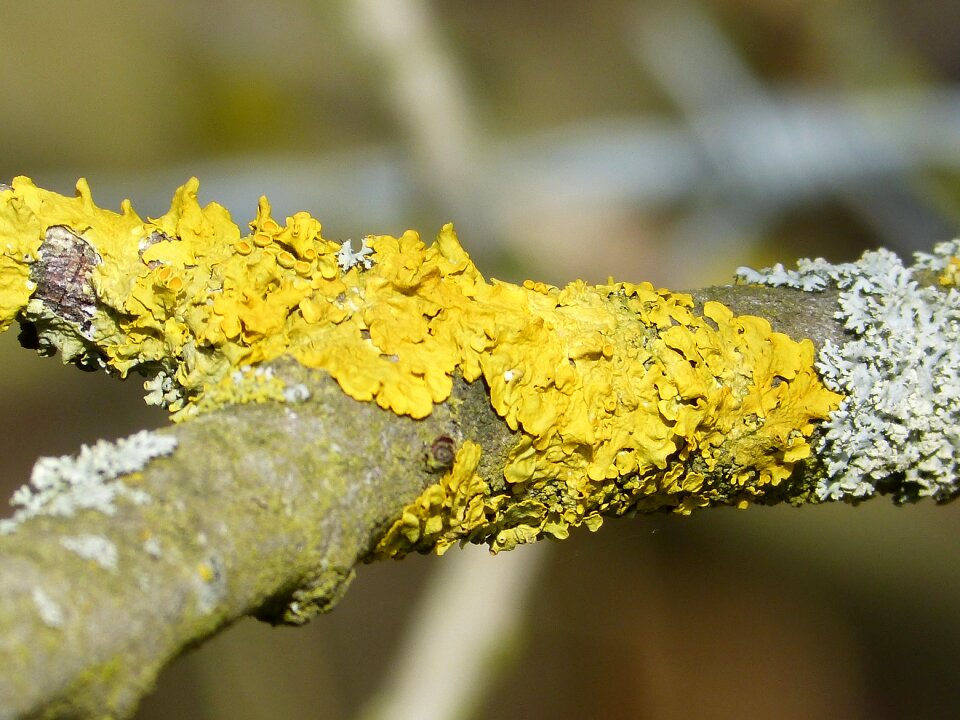 Lichen bright yellow fouling