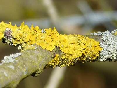 Lichen bright yellow fouling