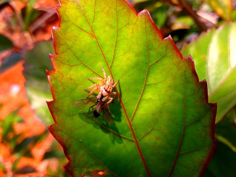 Insect prey
