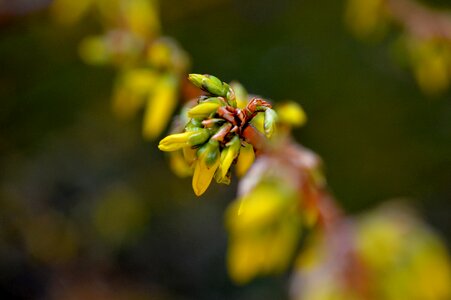 Nature plant close up