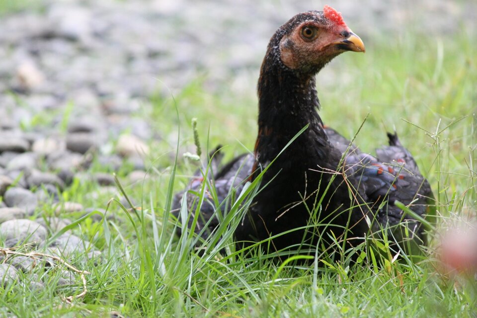 Hen grass indonesian
