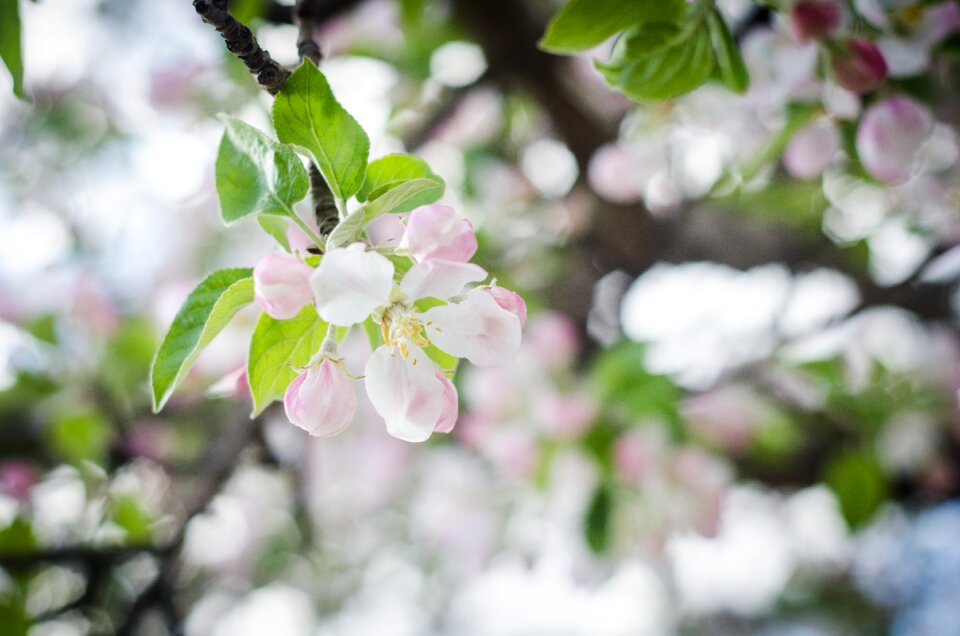 White flowers spring flowers flower tree