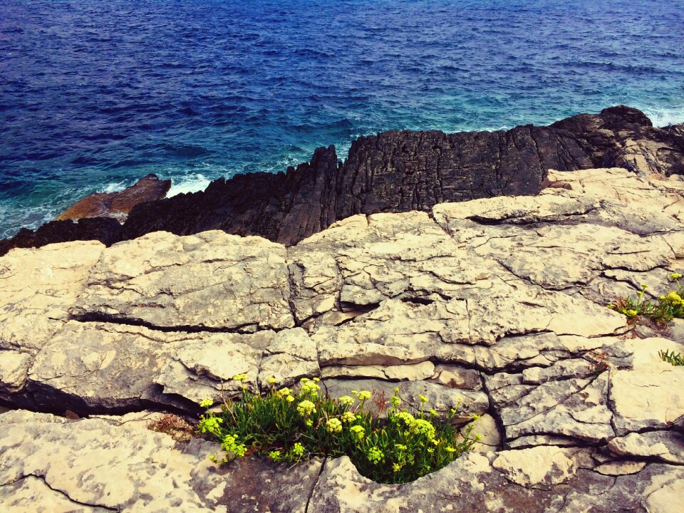 Nature natural plant
