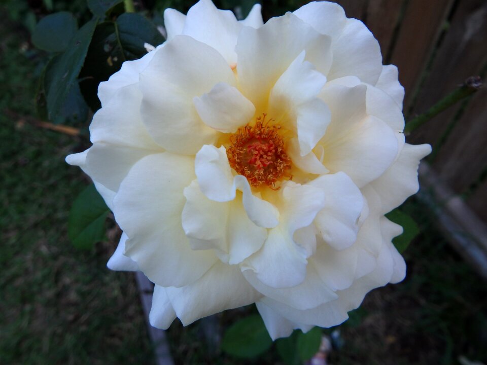 Bloom flower scent