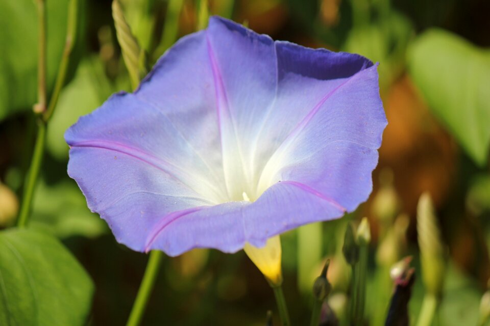 Meadow spring outdoor