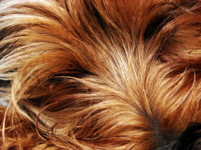 Dog animal pets