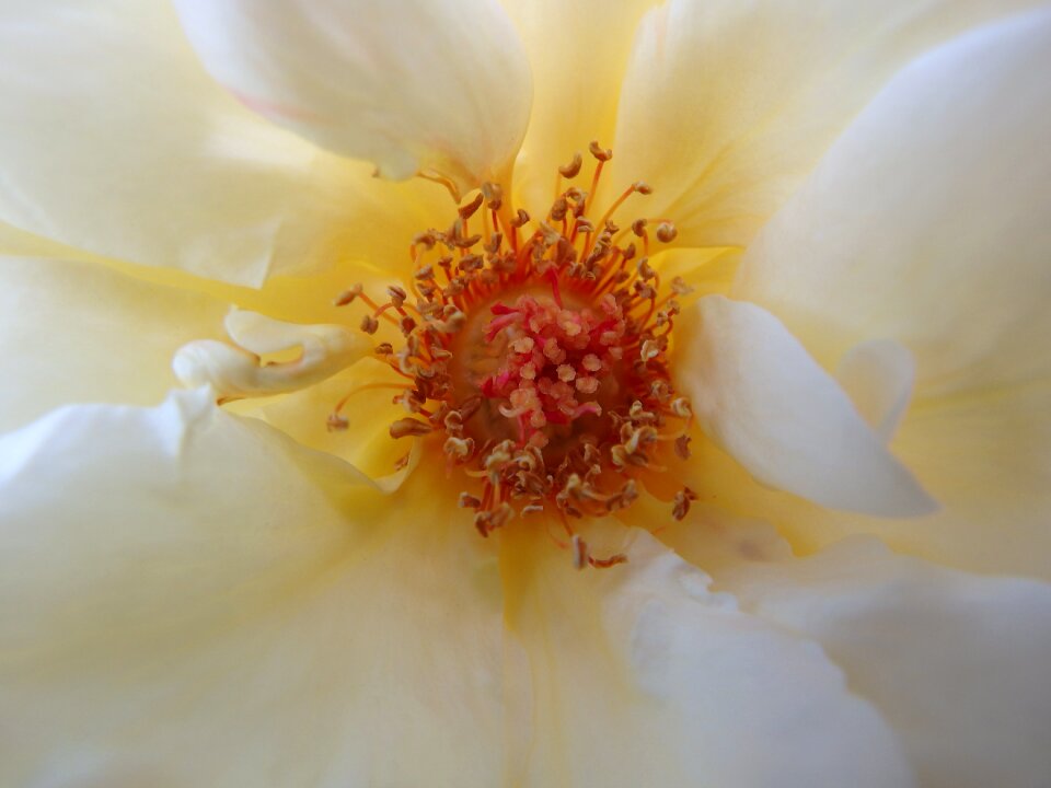 Pollen flower blossom