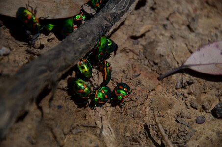 Ground bugs