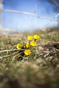 Spring nature yellow flowers