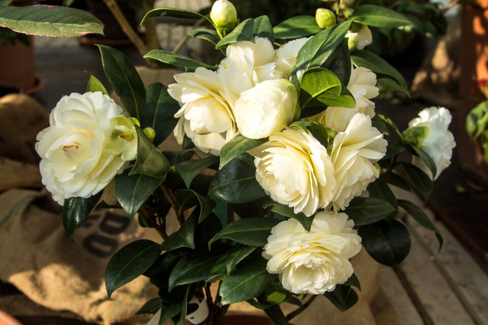 Plant blossom bloom