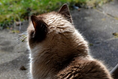 Brown fur sweet photo