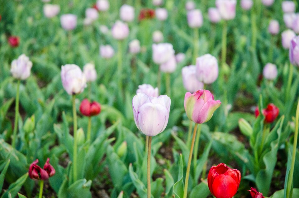 Tulip flowers white flowers