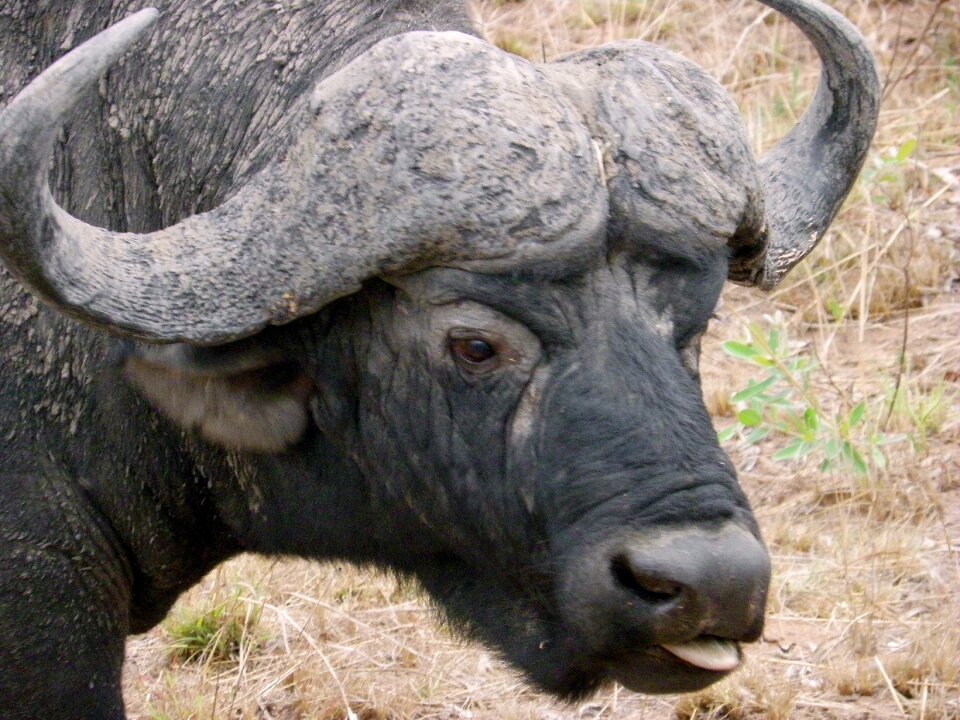 Water buffalo wildlife kruger park