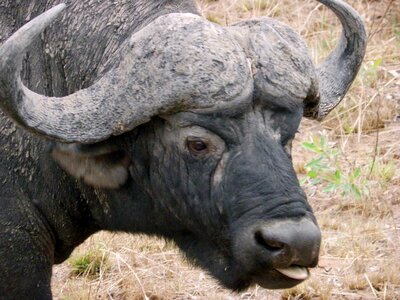 Water buffalo wildlife kruger park