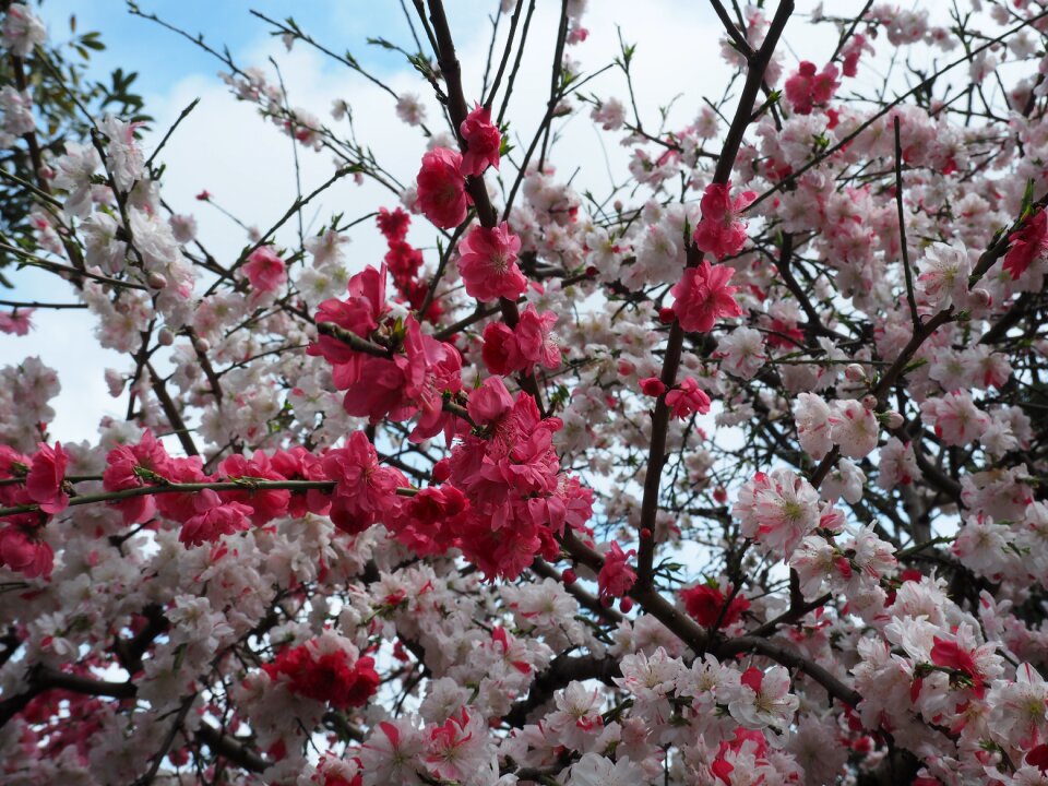 Plant park flowers