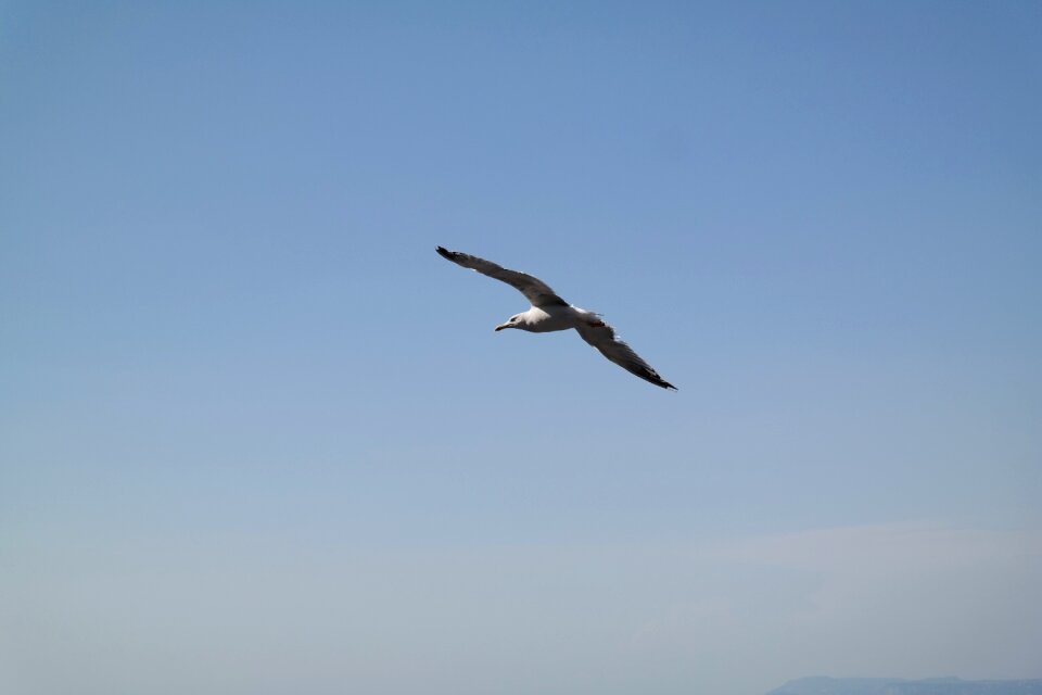 The seagull heaven blue