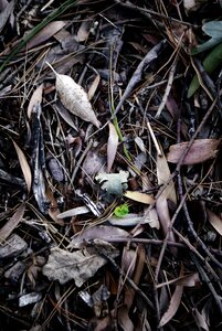 Leaf autumn texture