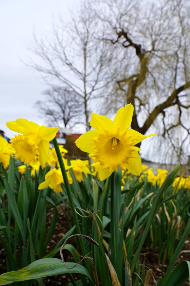 Tuttlingen park spring