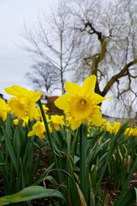 Tuttlingen park spring
