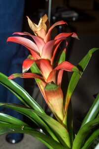 Blossom bloom orchid