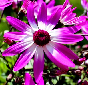 Blossom bloom finial greenhouse photo