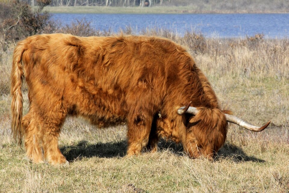 Hekrund highlander kennemerland