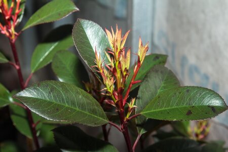 Bloom nature rubber tree