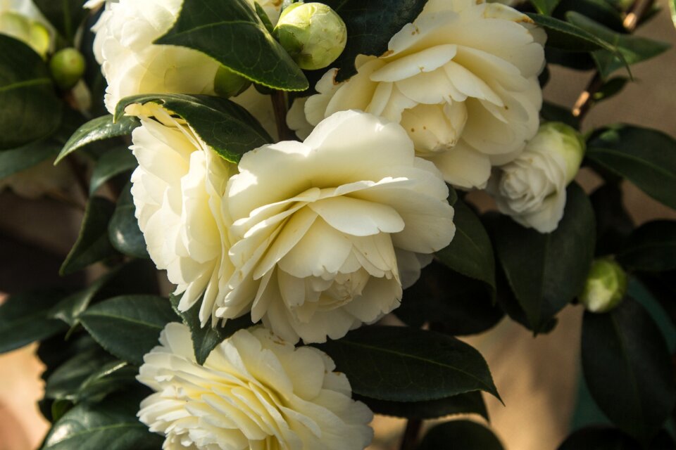 Plant blossom bloom