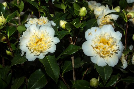 Camelie white close up