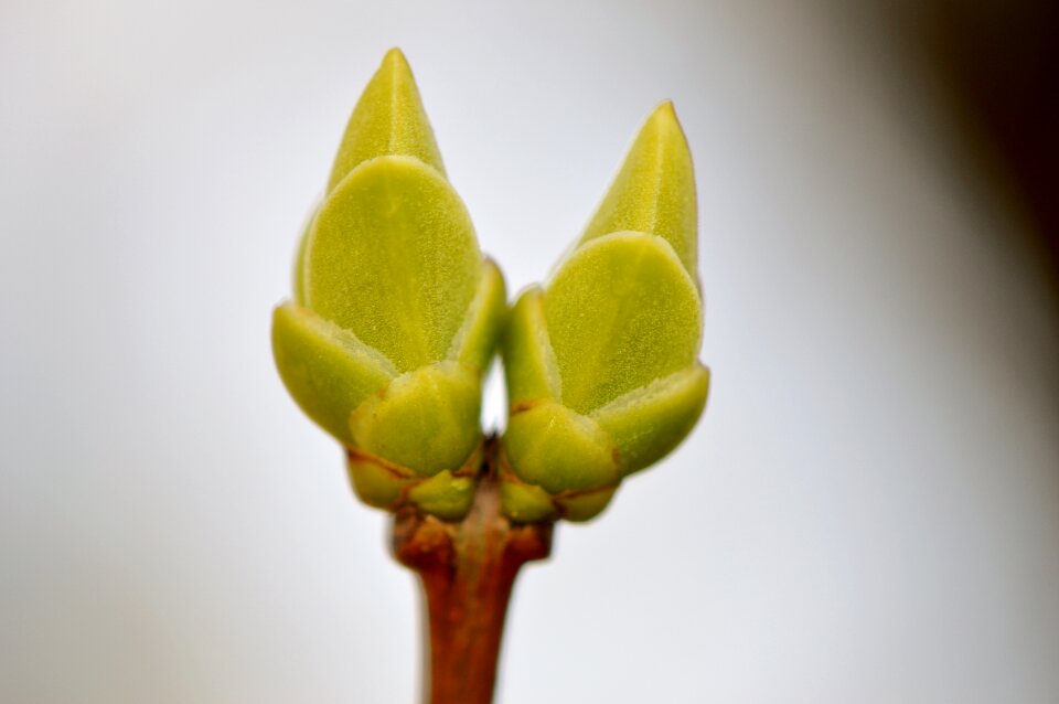 Nature plant close up