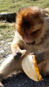 Curious äffchen eating