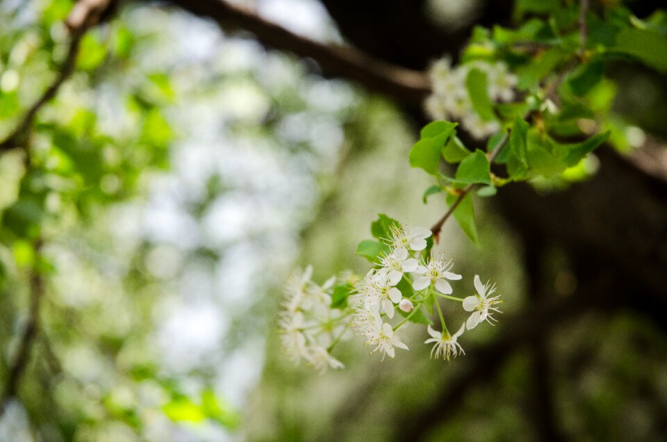 Wood white flowers landscape