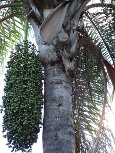 Trunk tropical garden