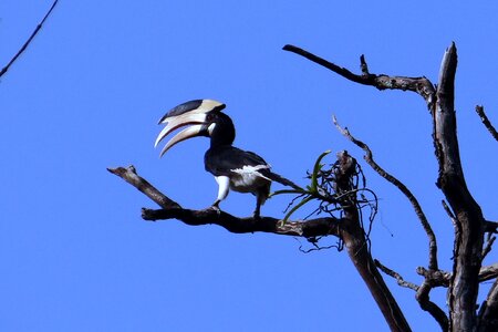 Bird hornbill avian