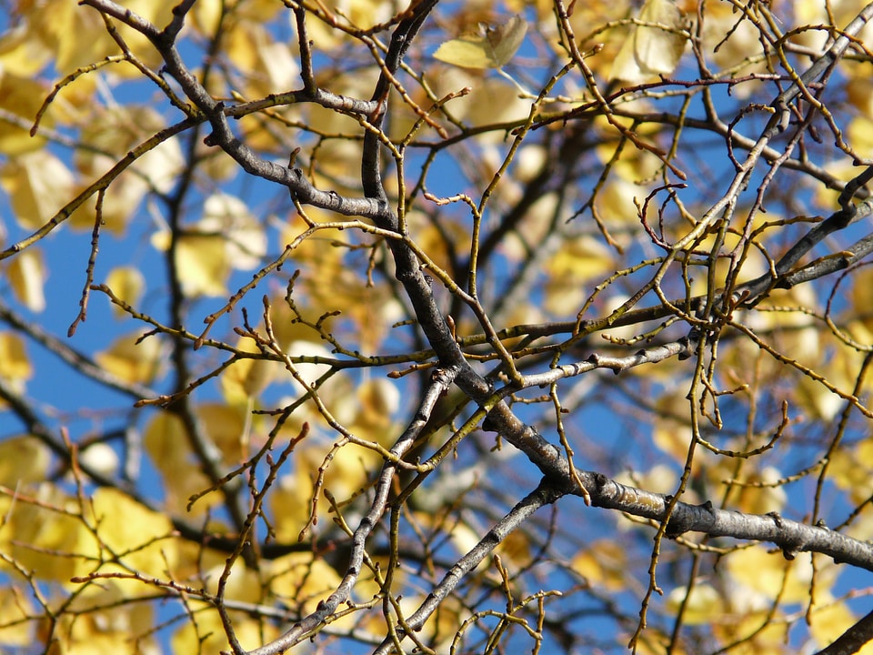 Fall leaves tree coloring