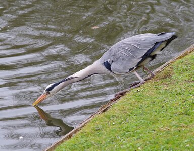 Wildlife nature water