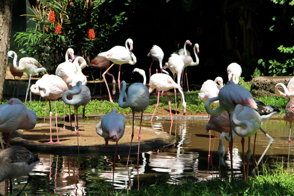 Nature fauna parque das aves