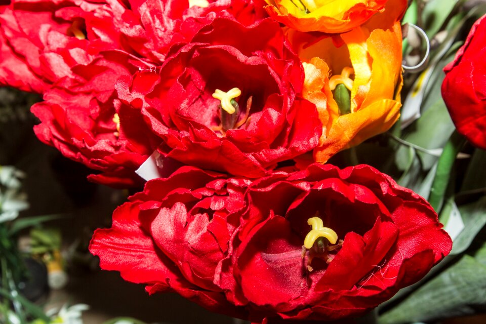 Plant red bloom