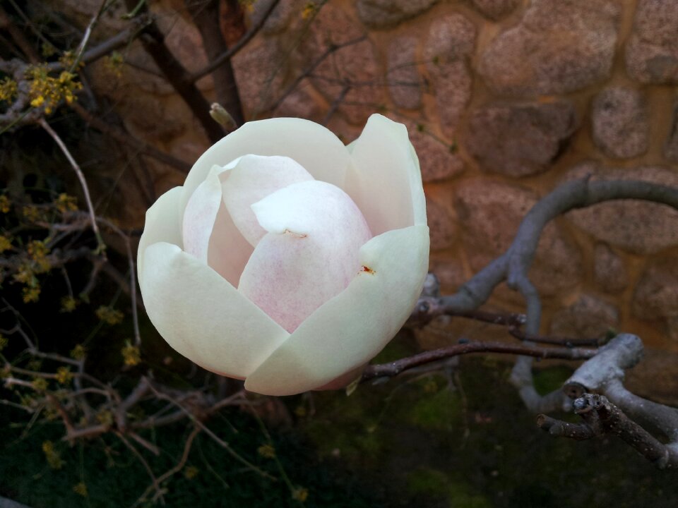 Flowers kobe mikage